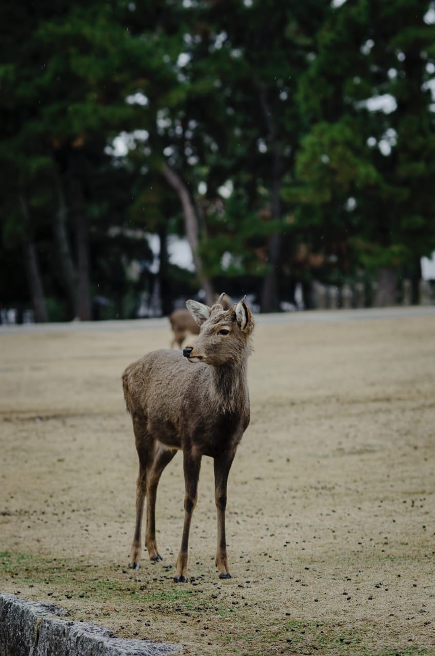 Фото 12 из альбома Nara 2024