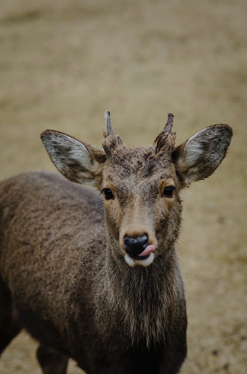 Фото 13 из альбома Nara 2024