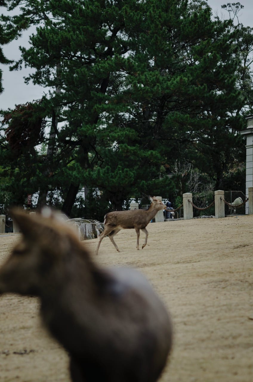 Фото 14 из альбома Nara 2024