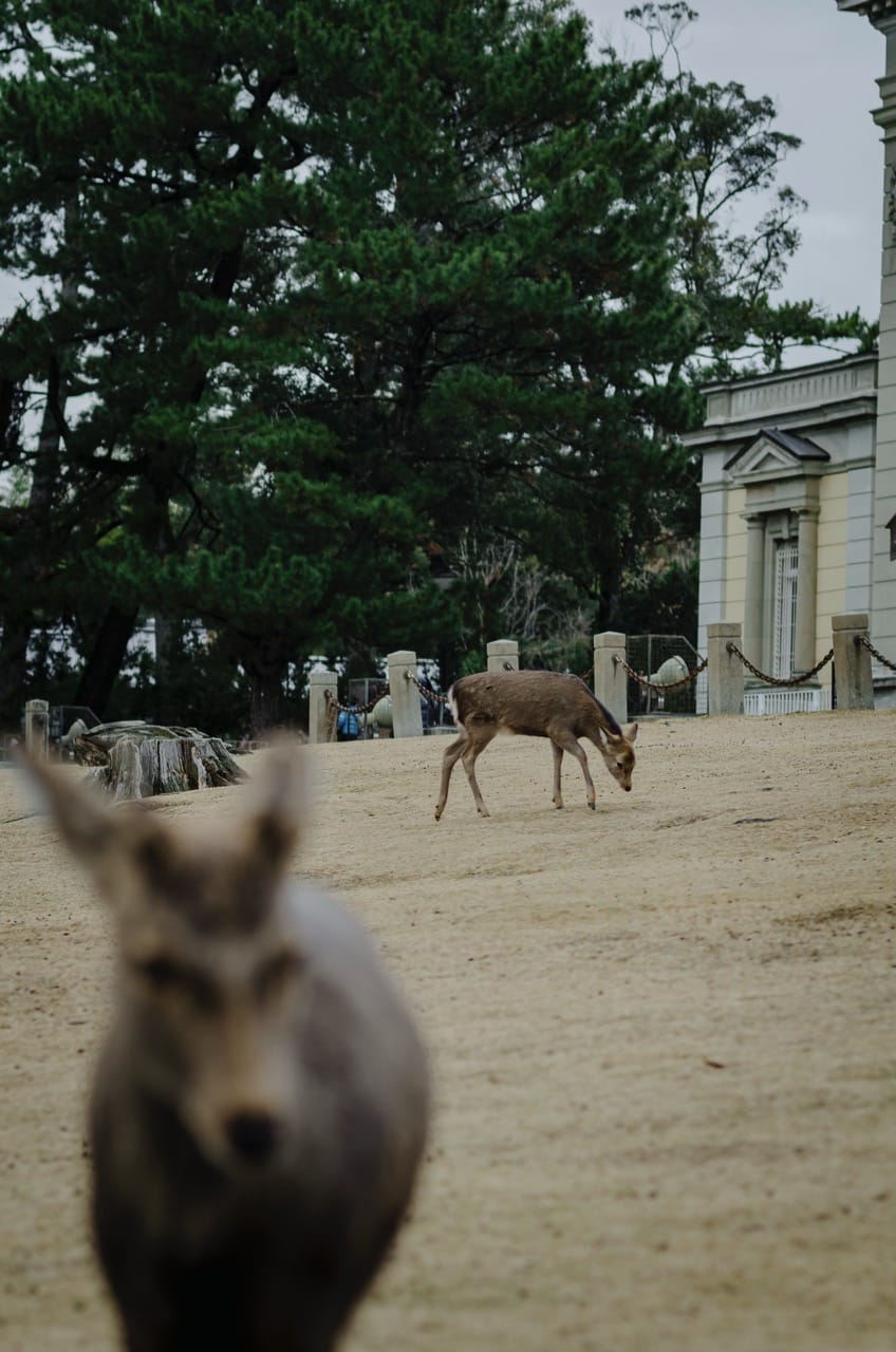 Фото 15 из альбома Nara 2024