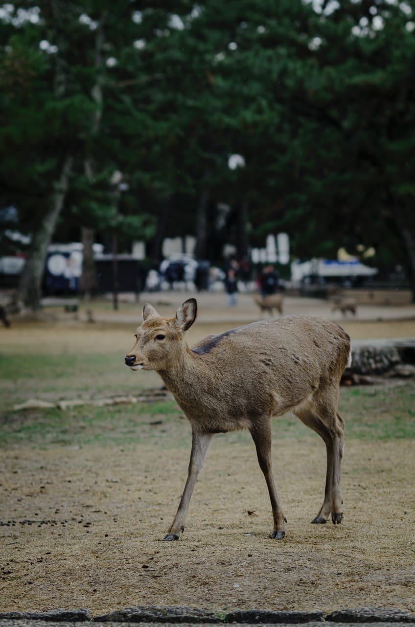 Фото 16 из альбома Nara 2024
