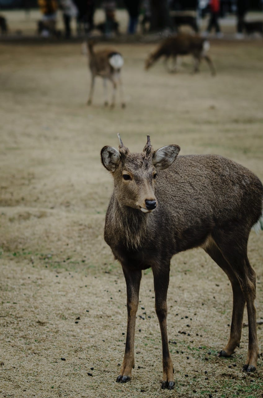 Фото 17 из альбома Nara 2024