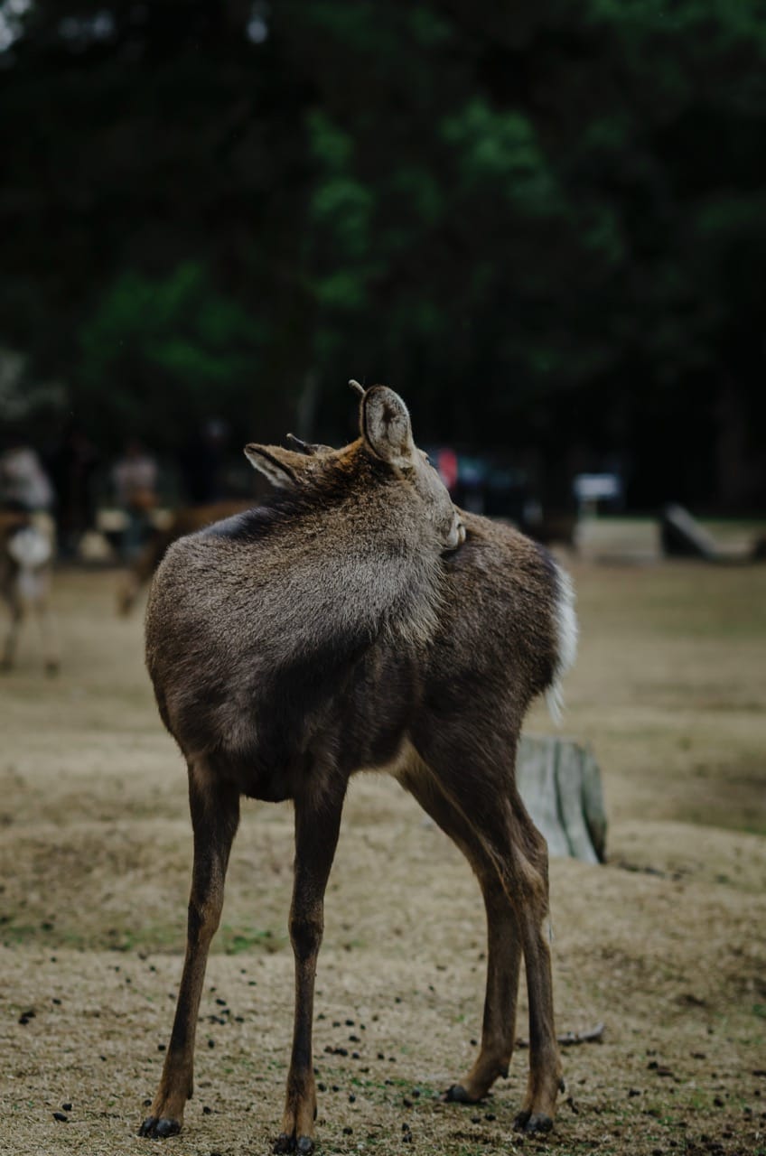 Фото 18 из альбома Nara 2024