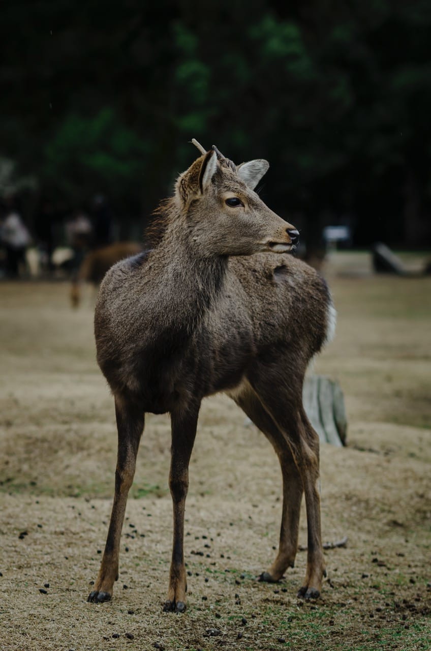 Фото 19 из альбома Nara 2024