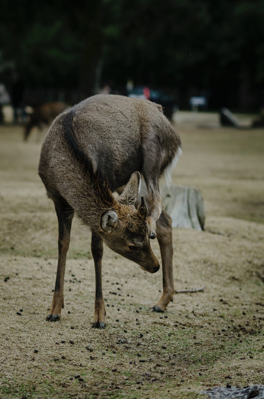 Фото 20 из альбома Nara 2024