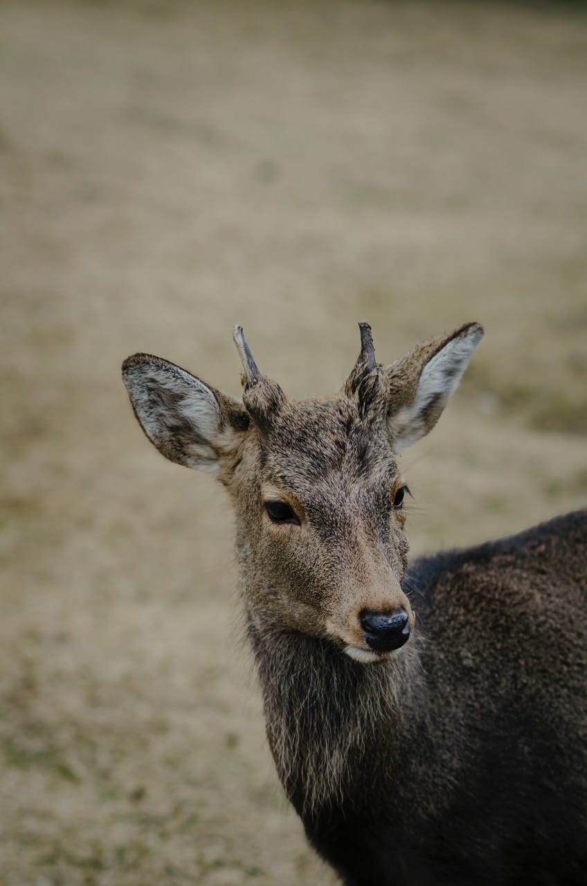Фото 21 из альбома Nara 2024