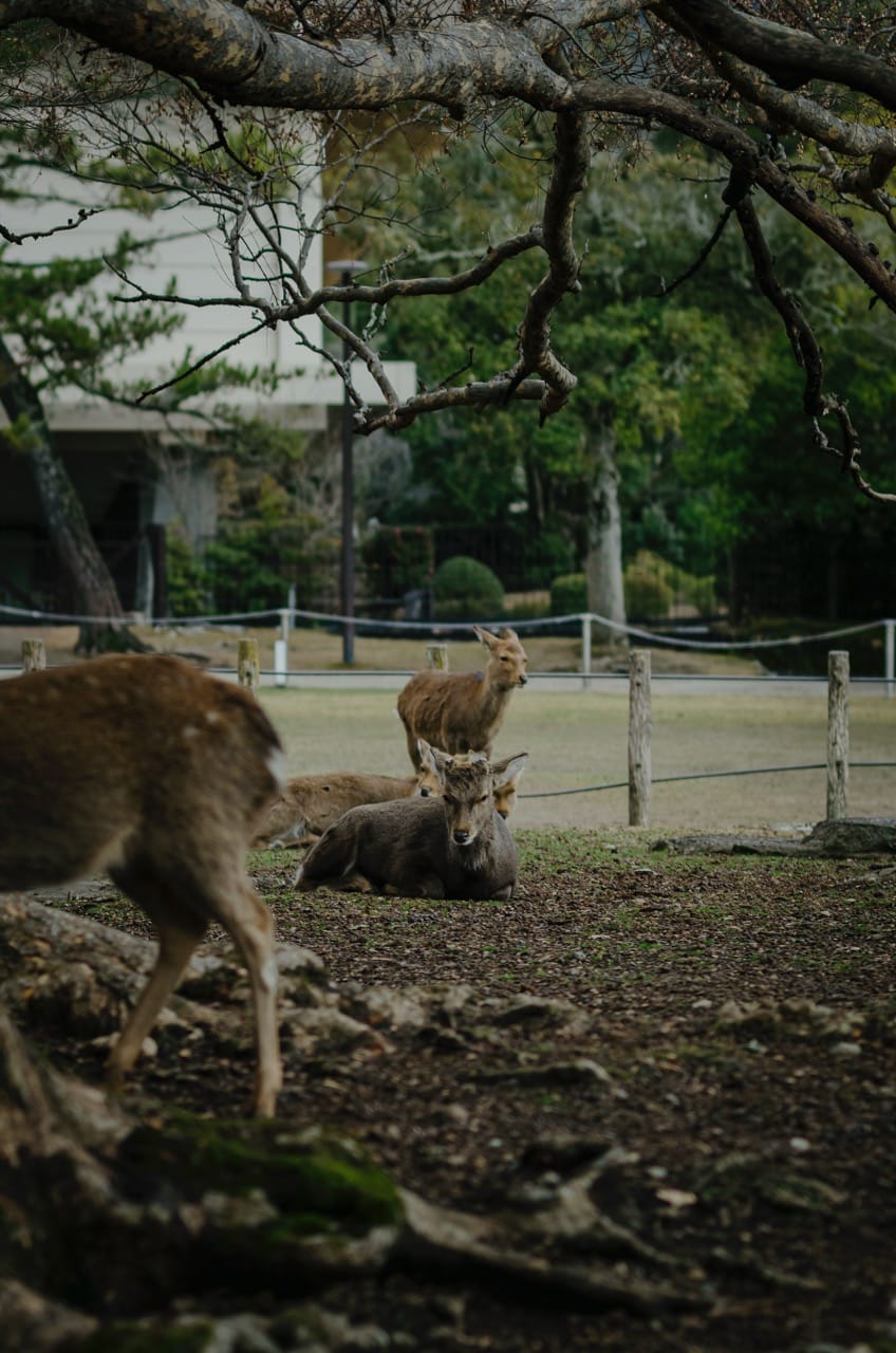 Фото 22 из альбома Nara 2024