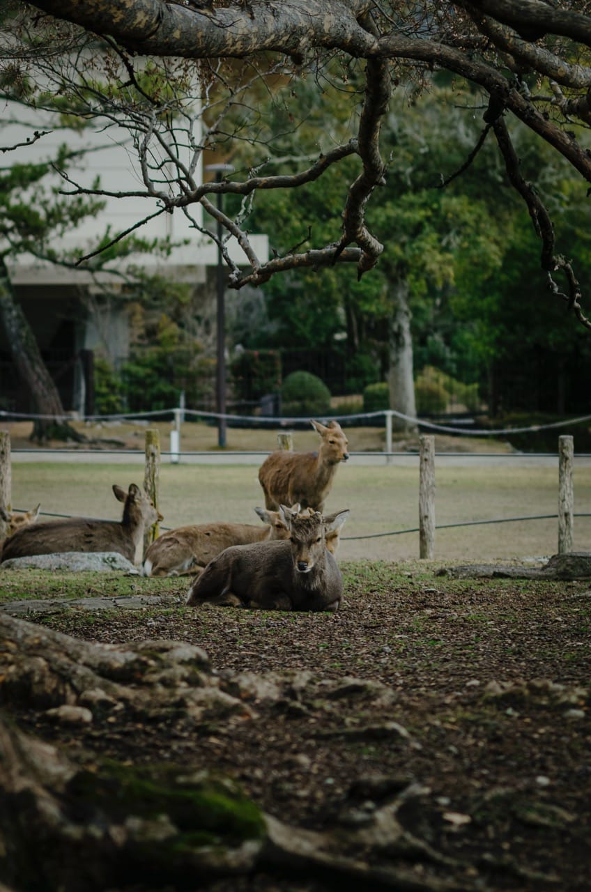 Фото 23 из альбома Nara 2024
