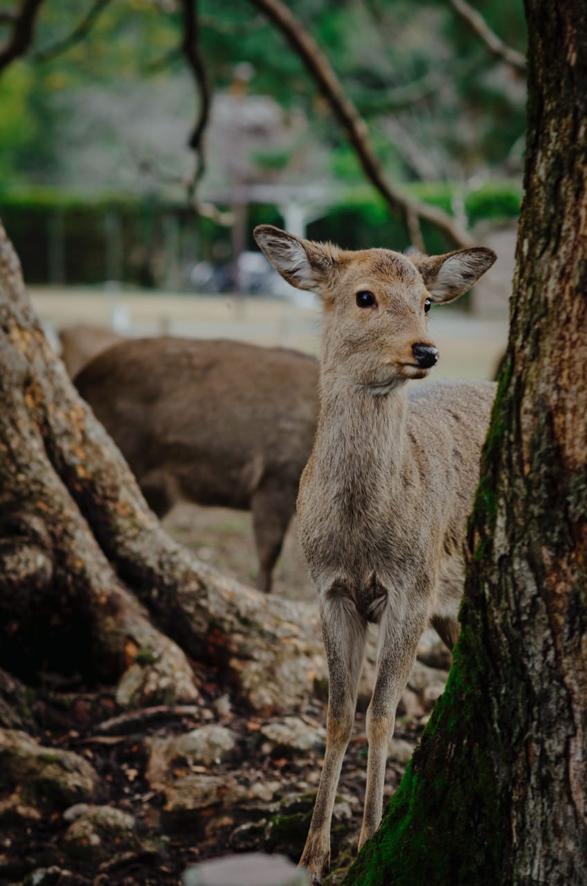 Фото 25 из альбома Nara 2024