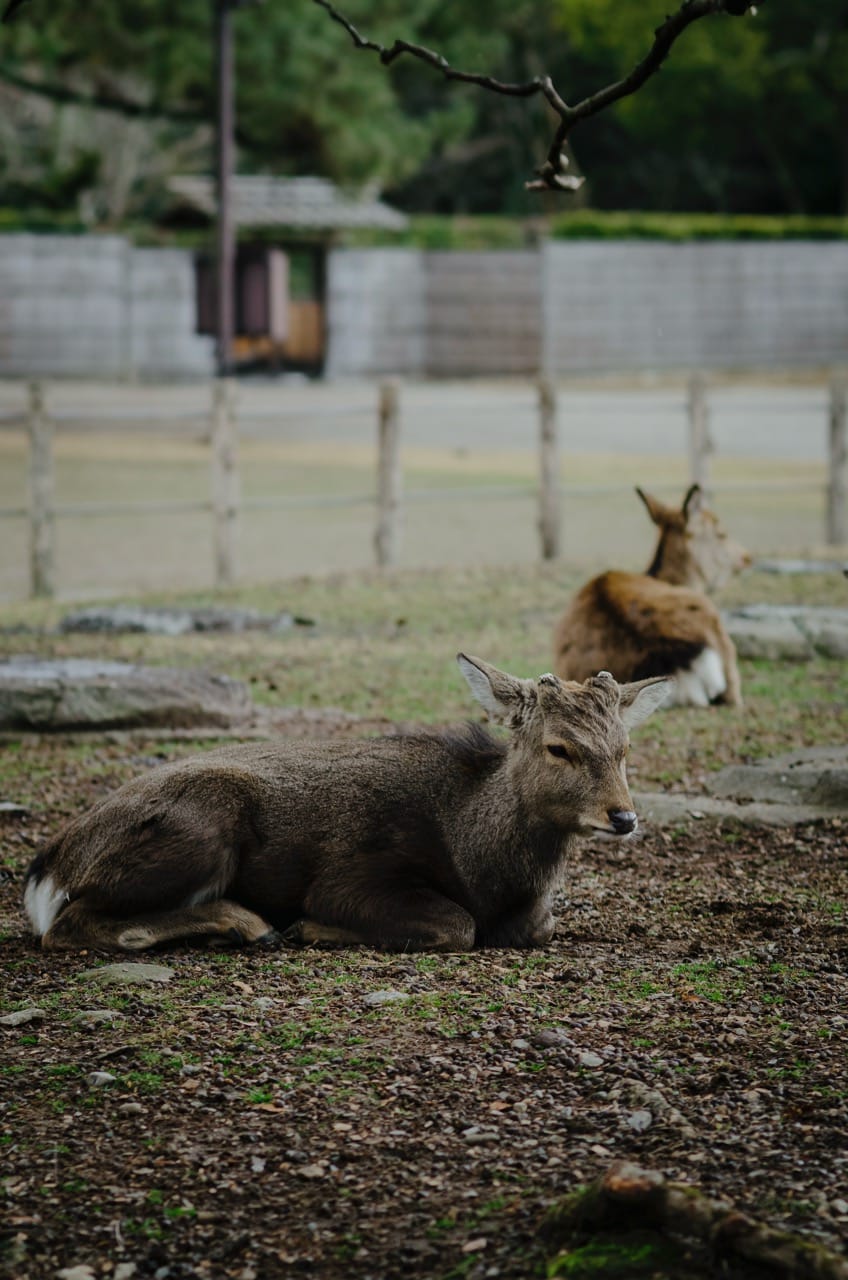 Фото 26 из альбома Nara 2024