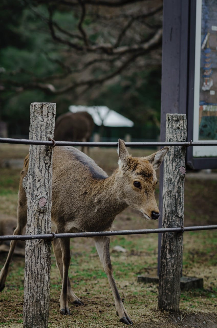 Фото 27 из альбома Nara 2024