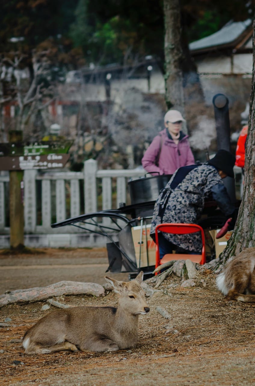 Фото 29 из альбома Nara 2024