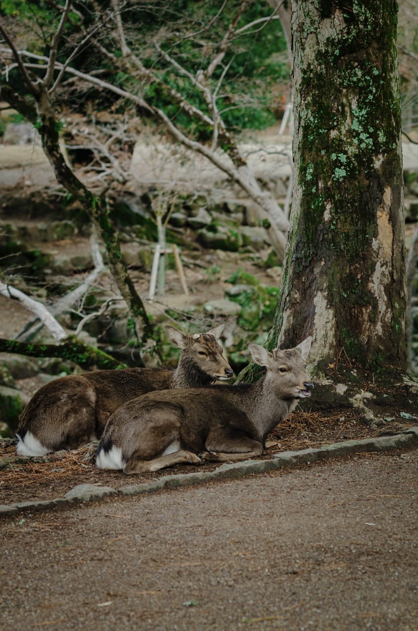 Фото 32 из альбома Nara 2024