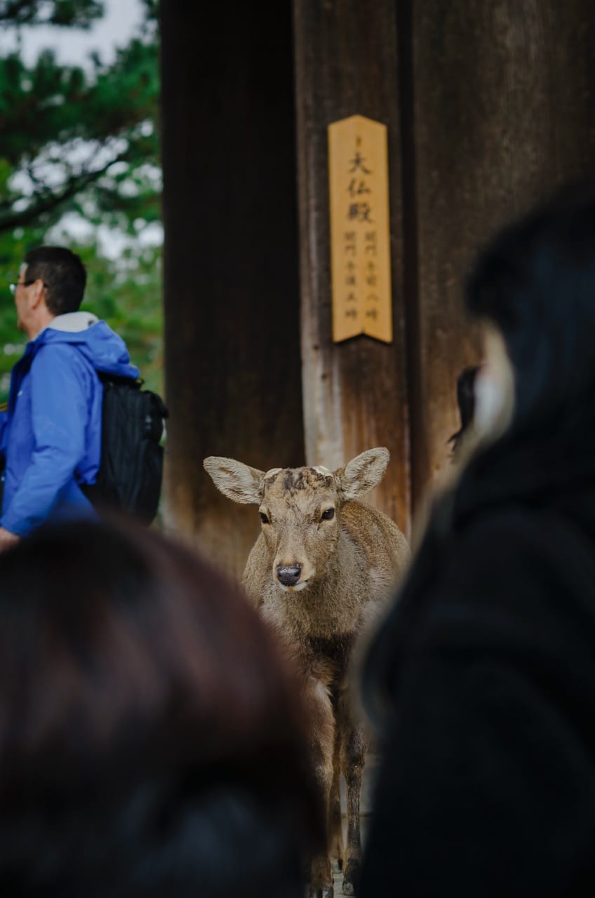 Фото 34 из альбома Nara 2024