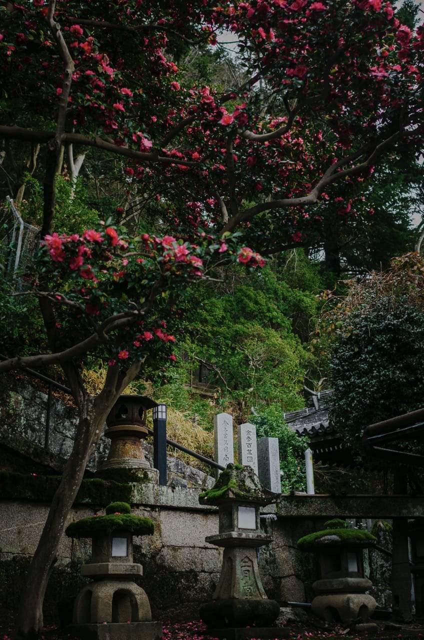 Фото 47 из альбома Nara 2024