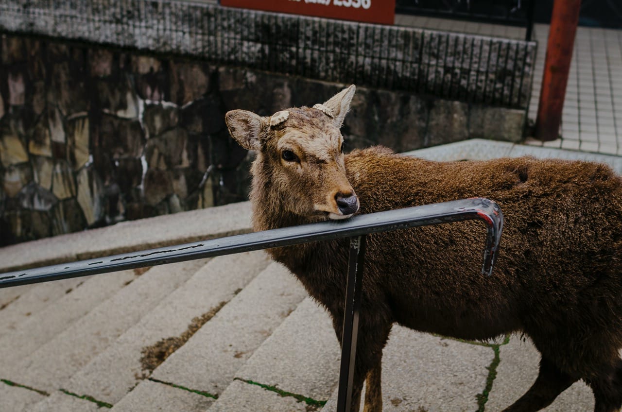 Фото 60 из альбома Nara 2024