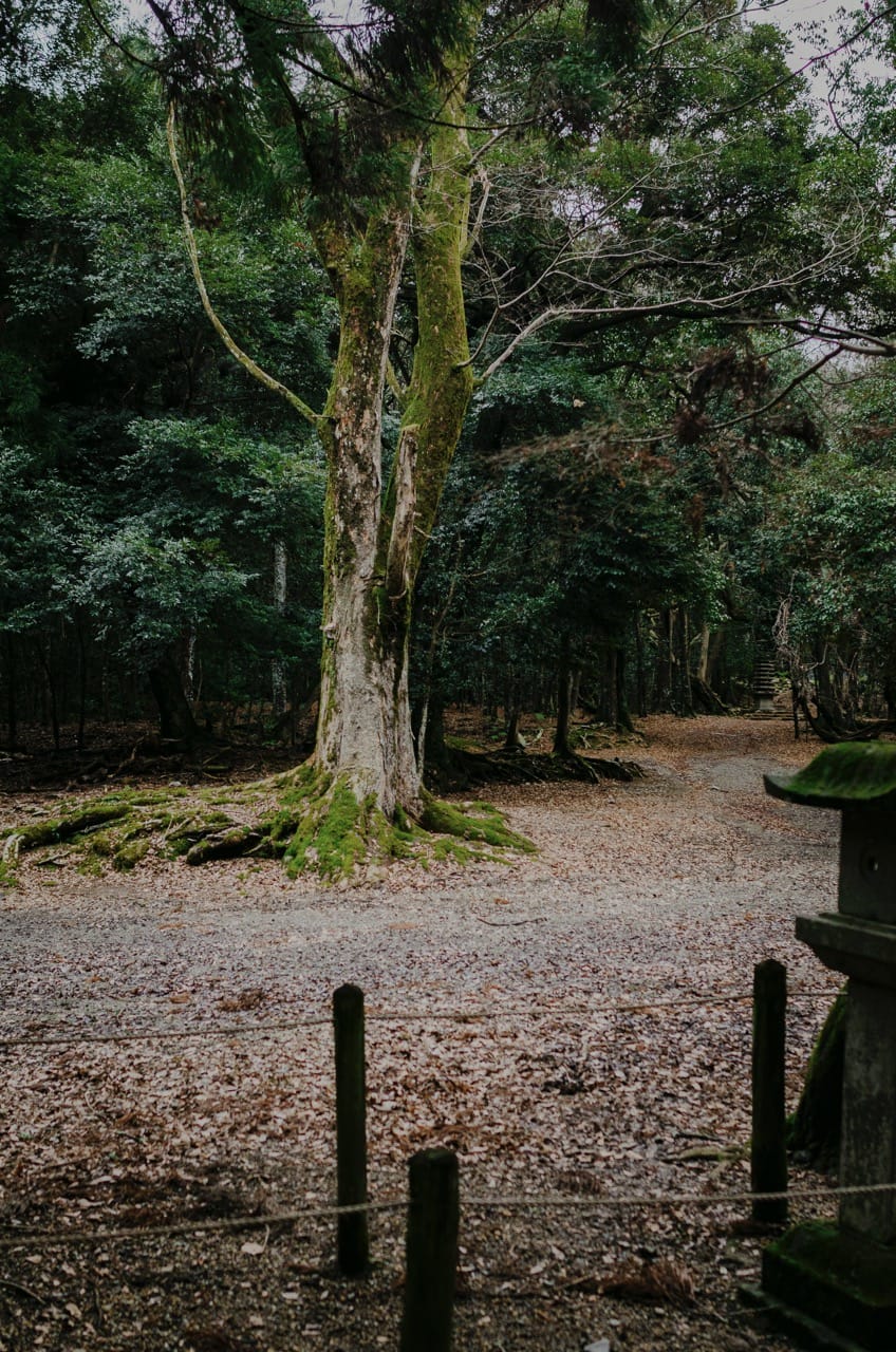 Фото 61 из альбома Nara 2024