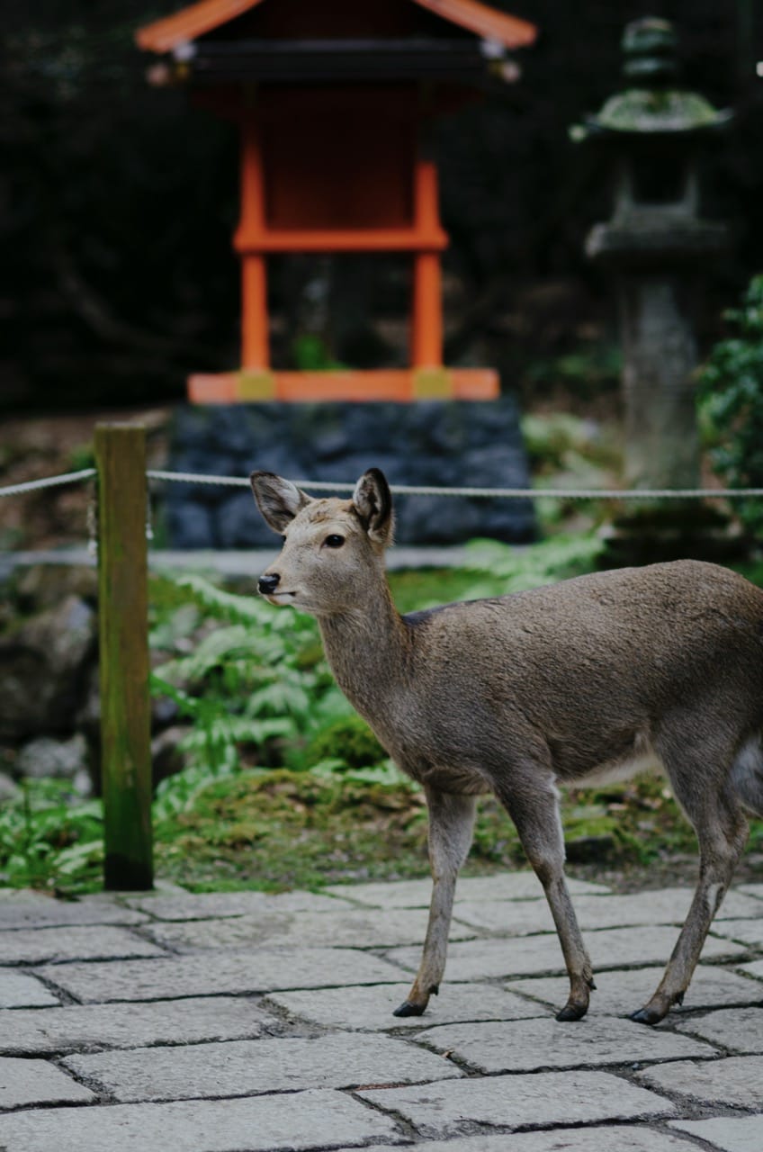 Фото 62 из альбома Nara 2024
