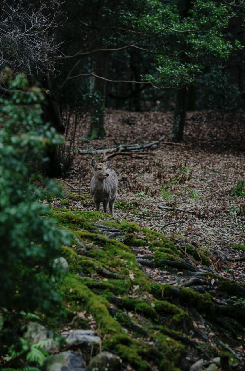 Фото 64 из альбома Nara 2024