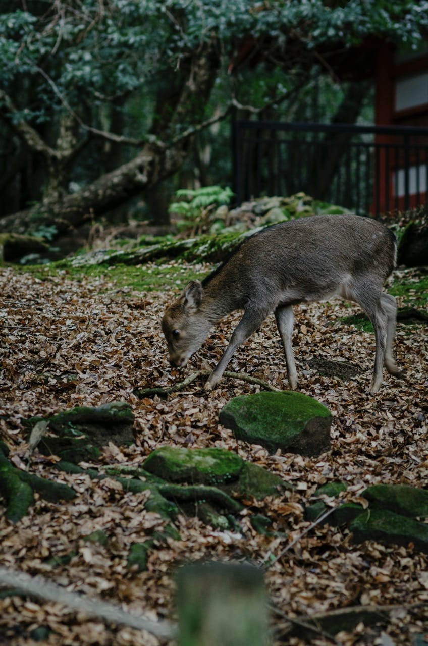 Фото 65 из альбома Nara 2024