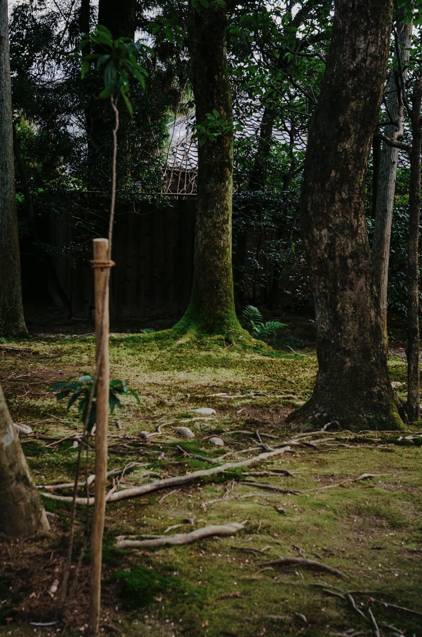 Фото 100 из альбома Nara 2024