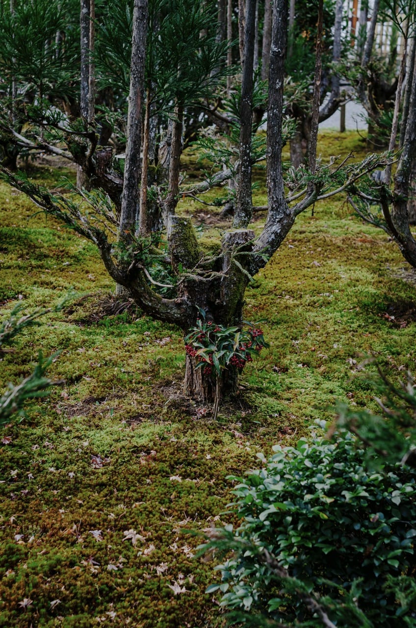 Фото 103 из альбома Nara 2024