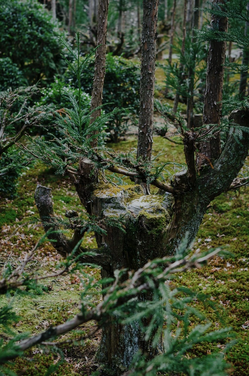 Фото 104 из альбома Nara 2024