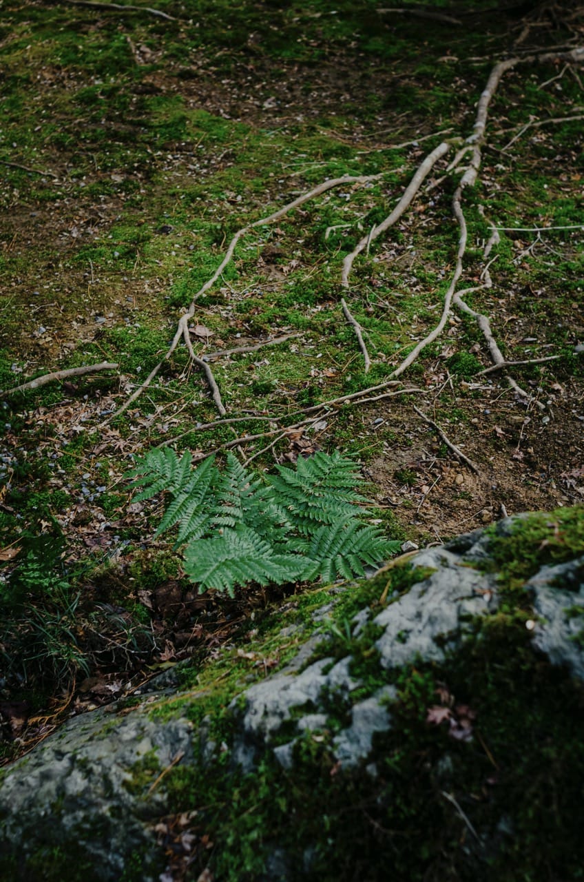 Фото 106 из альбома Nara 2024