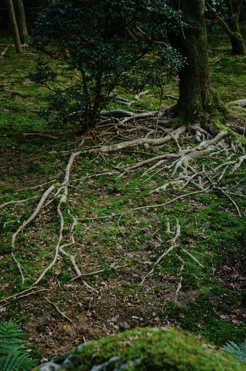 Фото 107 из альбома Nara 2024
