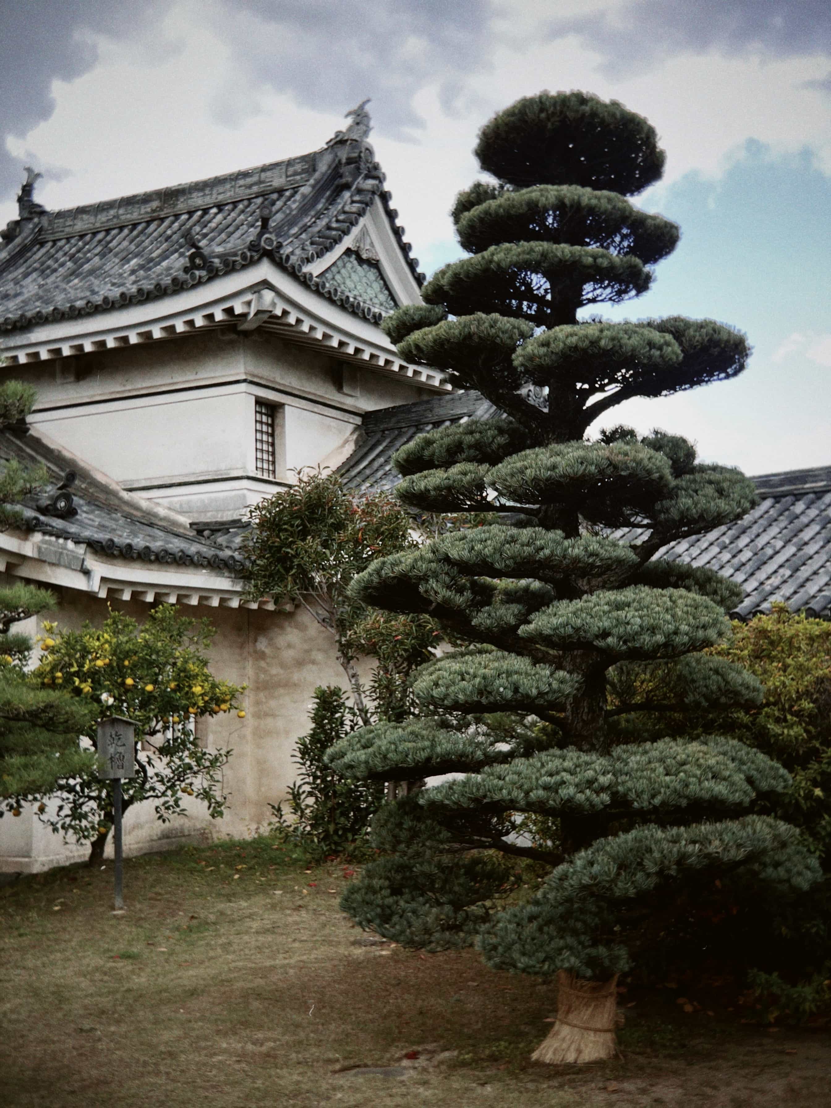 Фото 31 из альбома Japan 2025