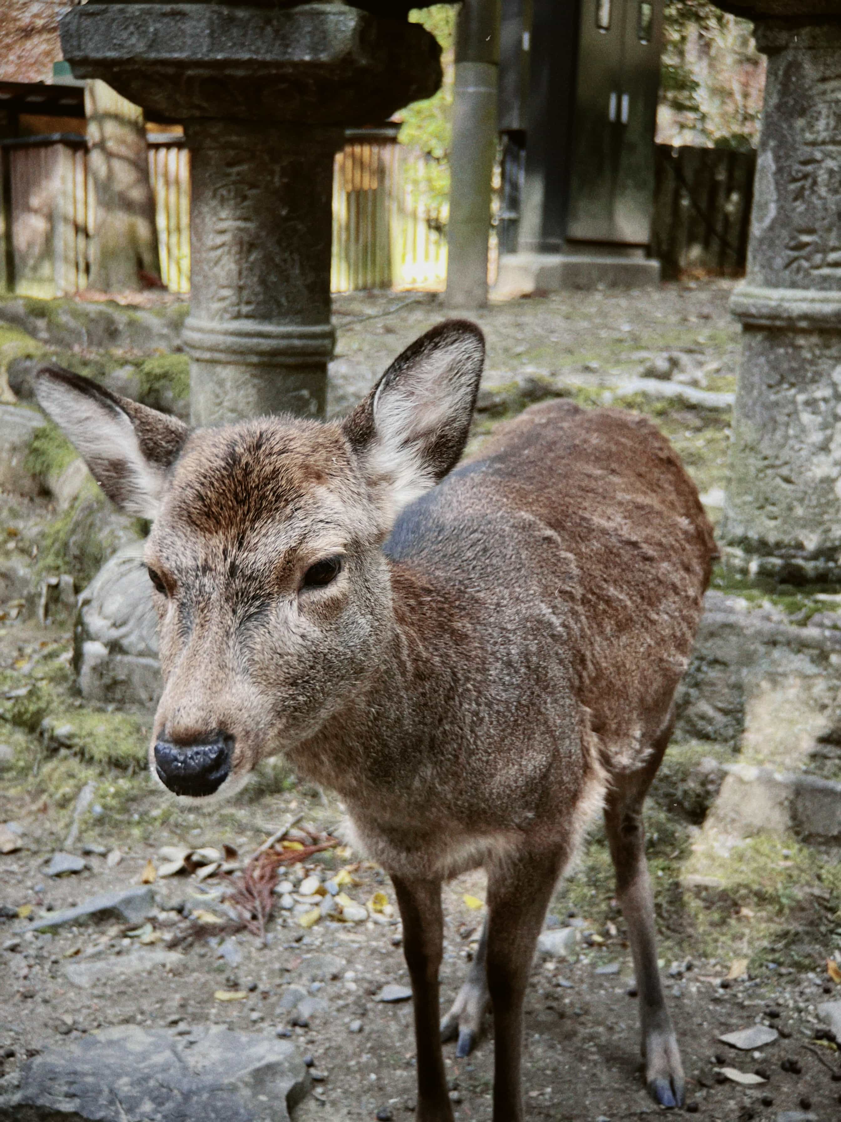 Фото 47 из альбома Japan 2025
