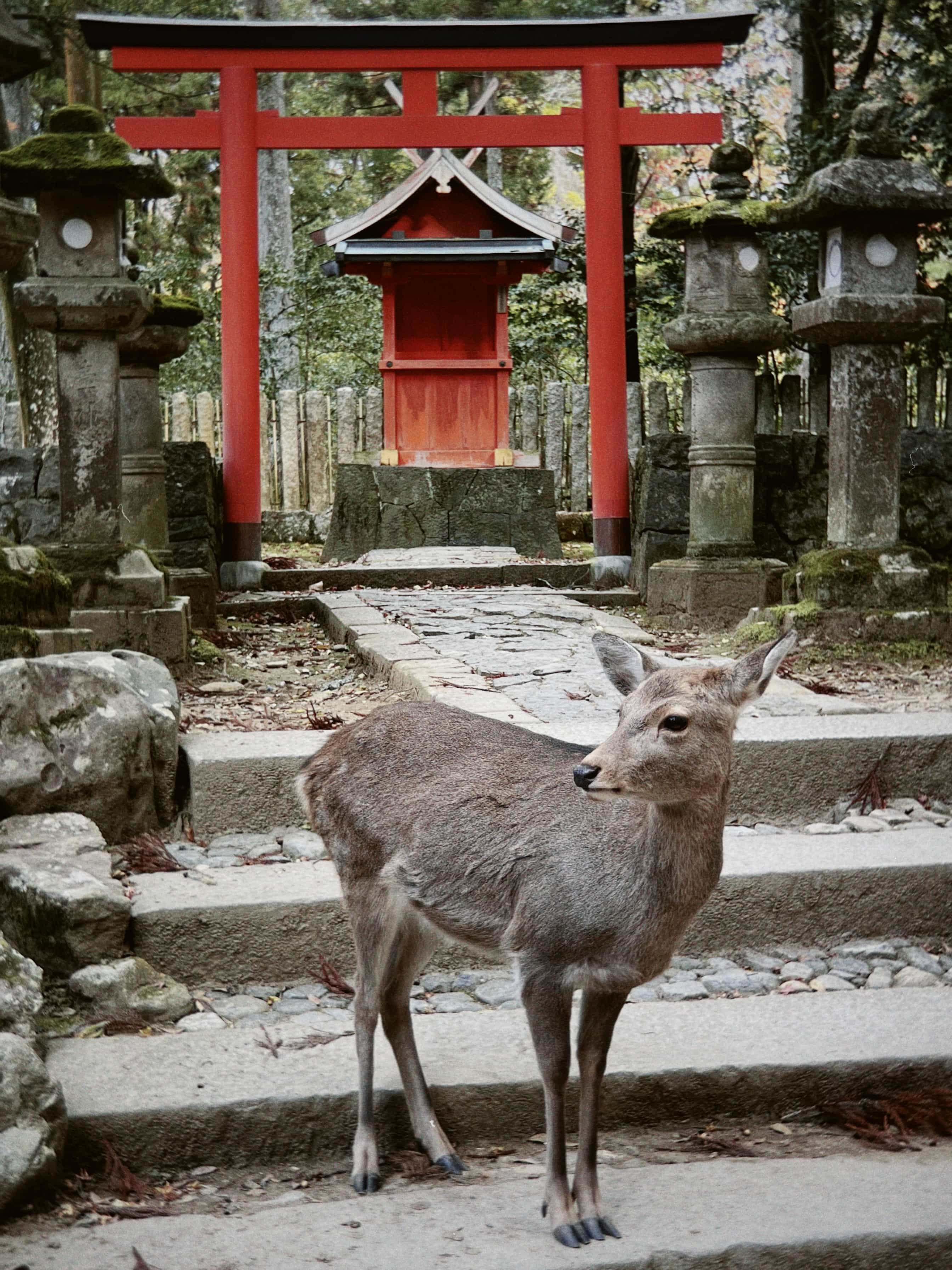 Фото 48 из альбома Japan 2025