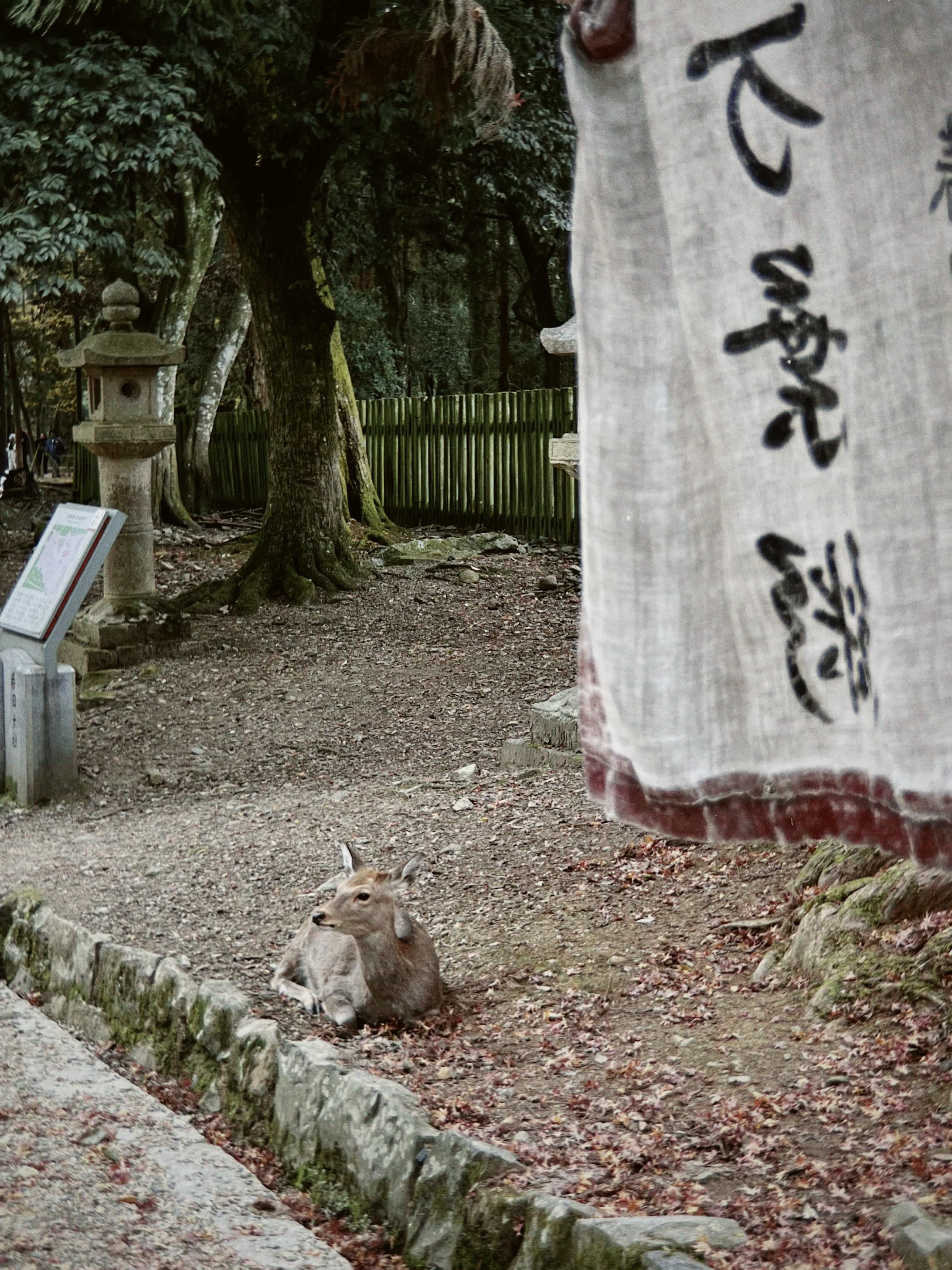 Фото 49 из альбома Japan 2025