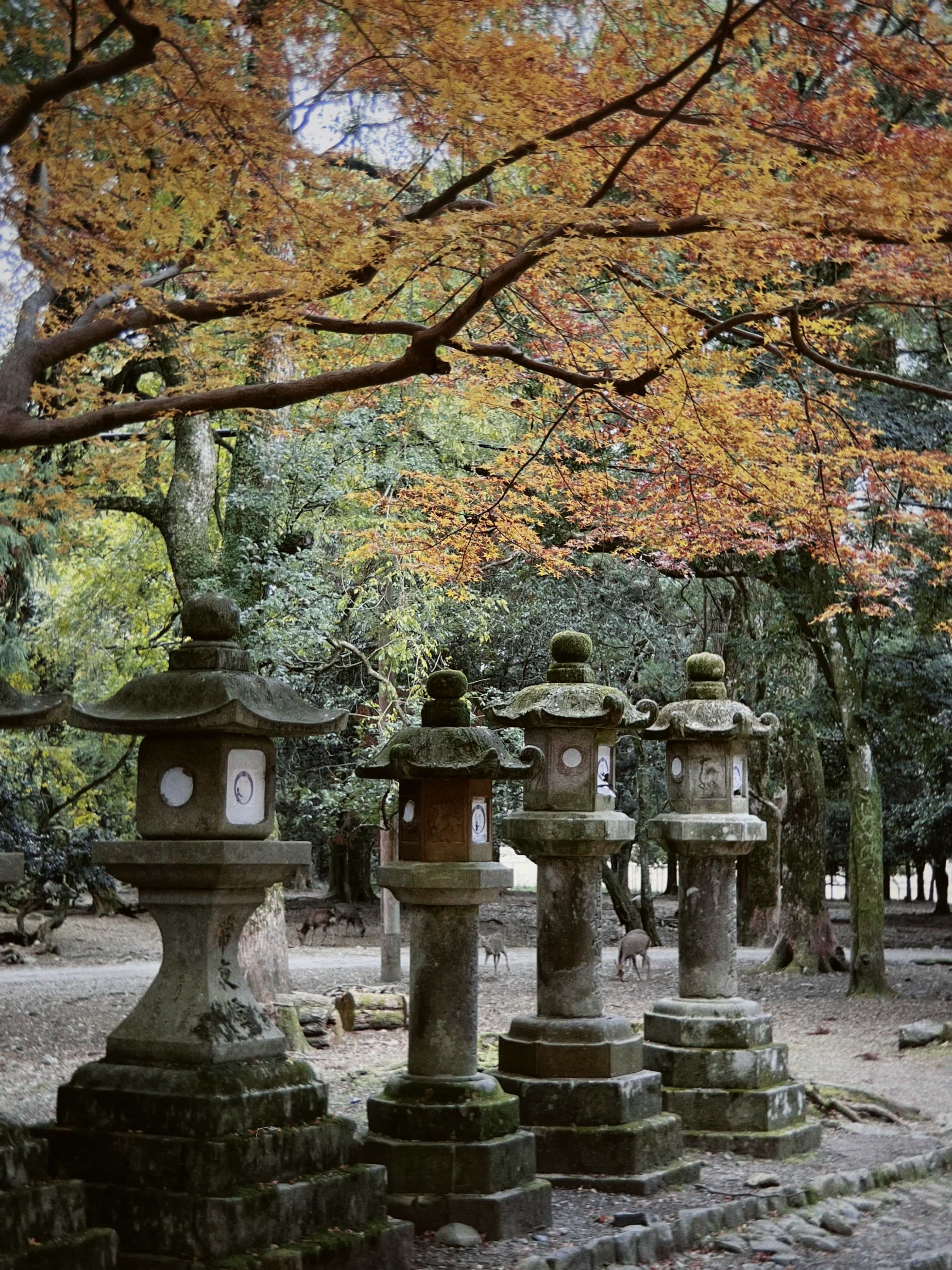 Фото 50 из альбома Japan 2025