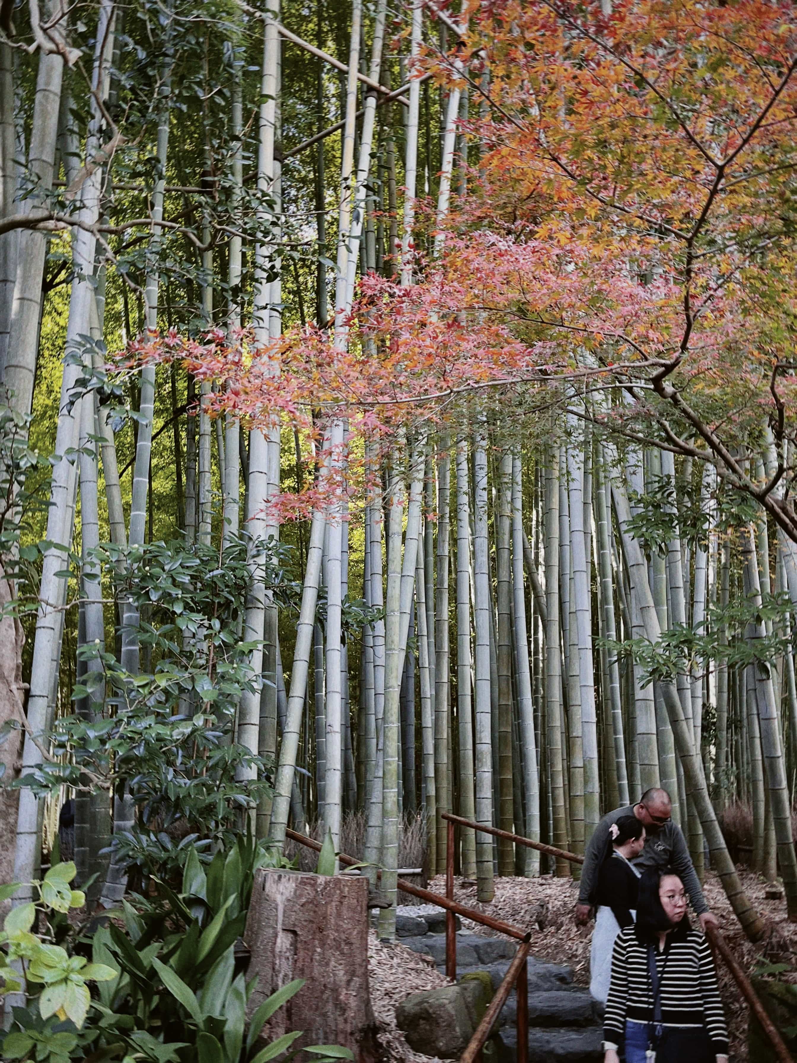 Фото 57 из альбома Japan 2025