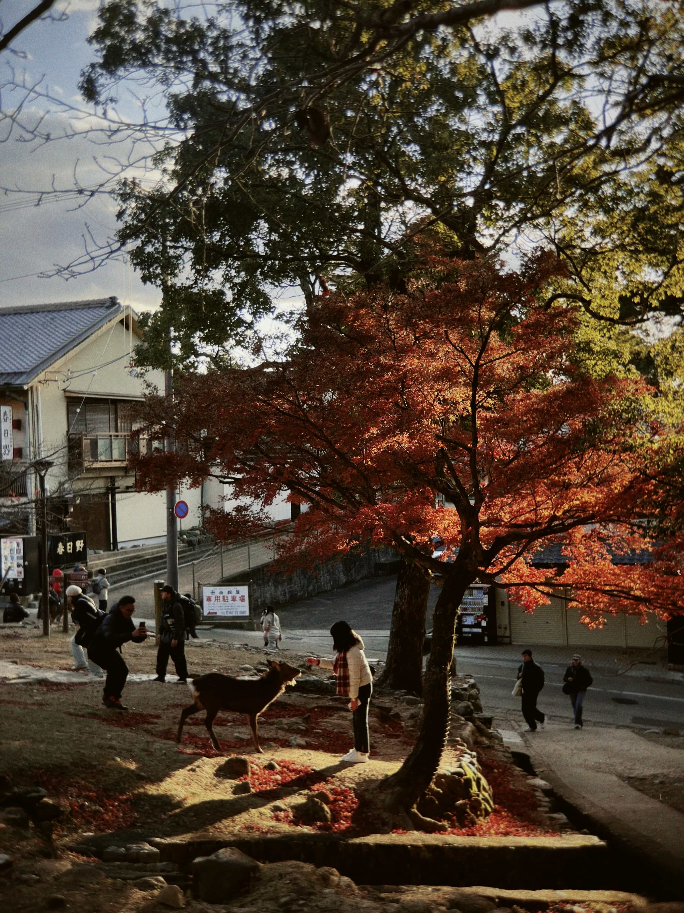 Фото 60 из альбома Japan 2025