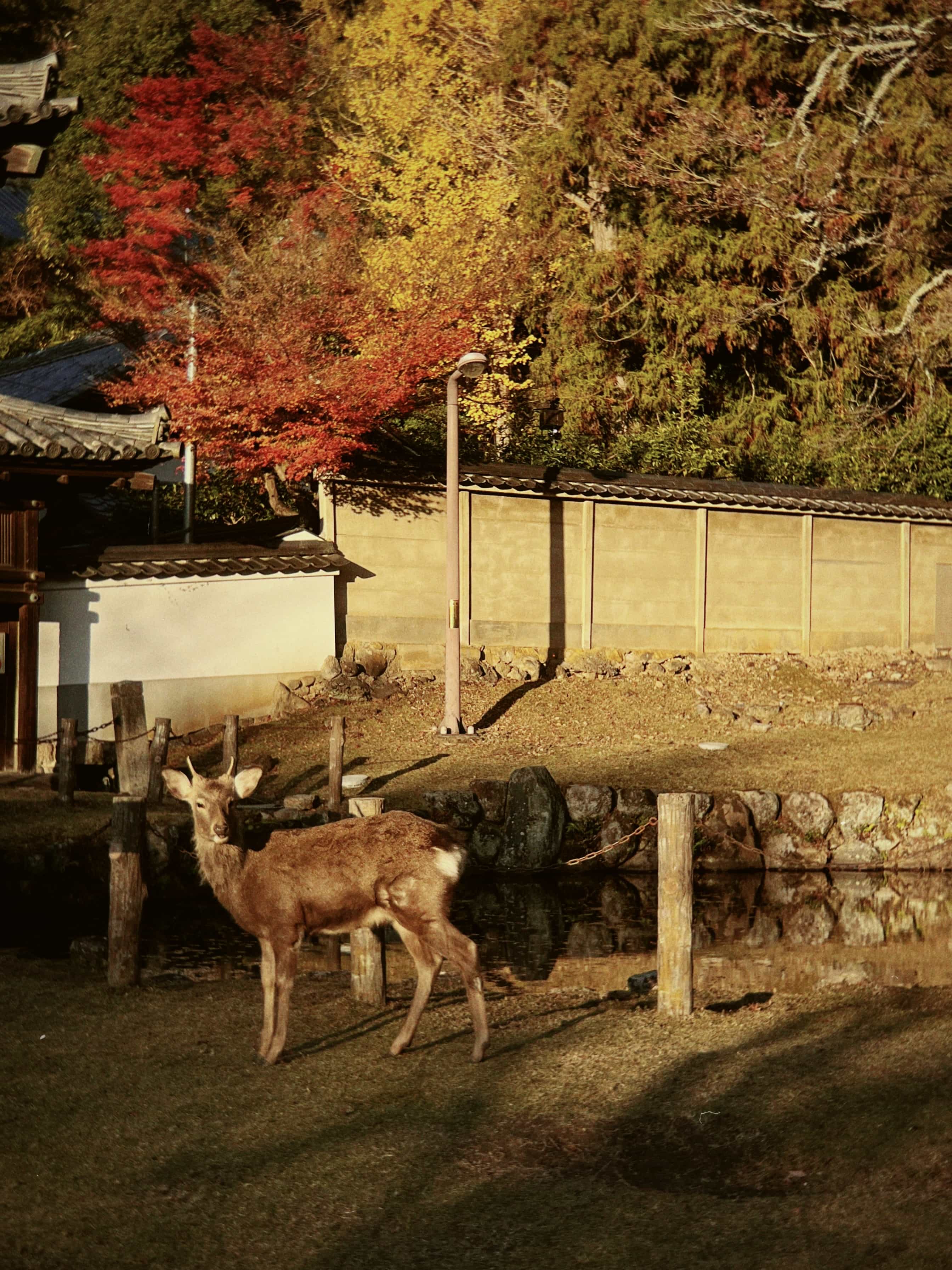 Фото 61 из альбома Japan 2025