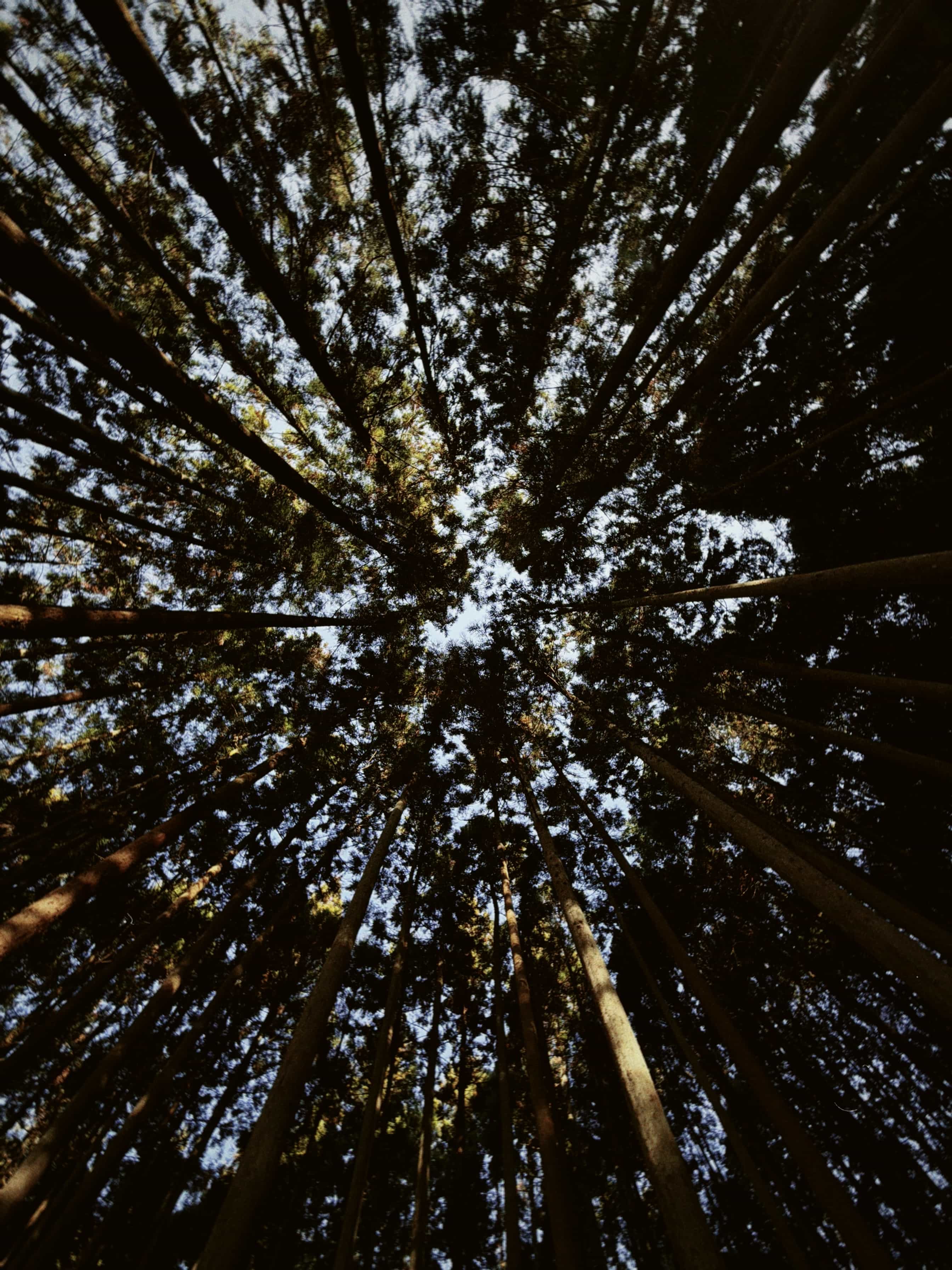 Фото 82 из альбома Japan 2025