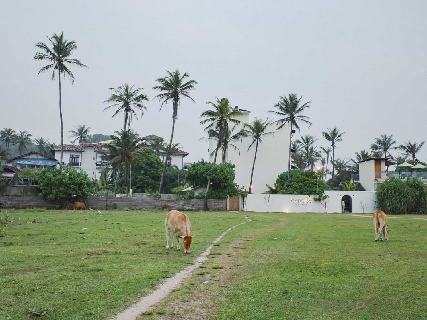 Фото 75 из альбома Sri-Lanka 2026