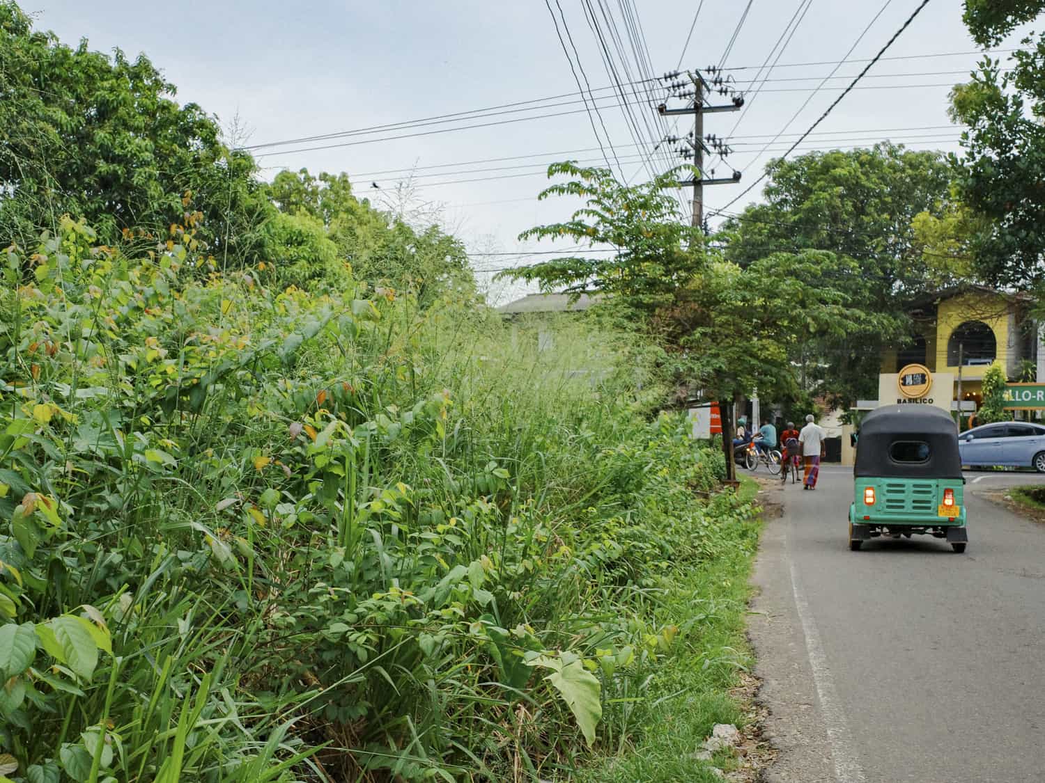 Фото 82 из альбома Sri-Lanka 2026