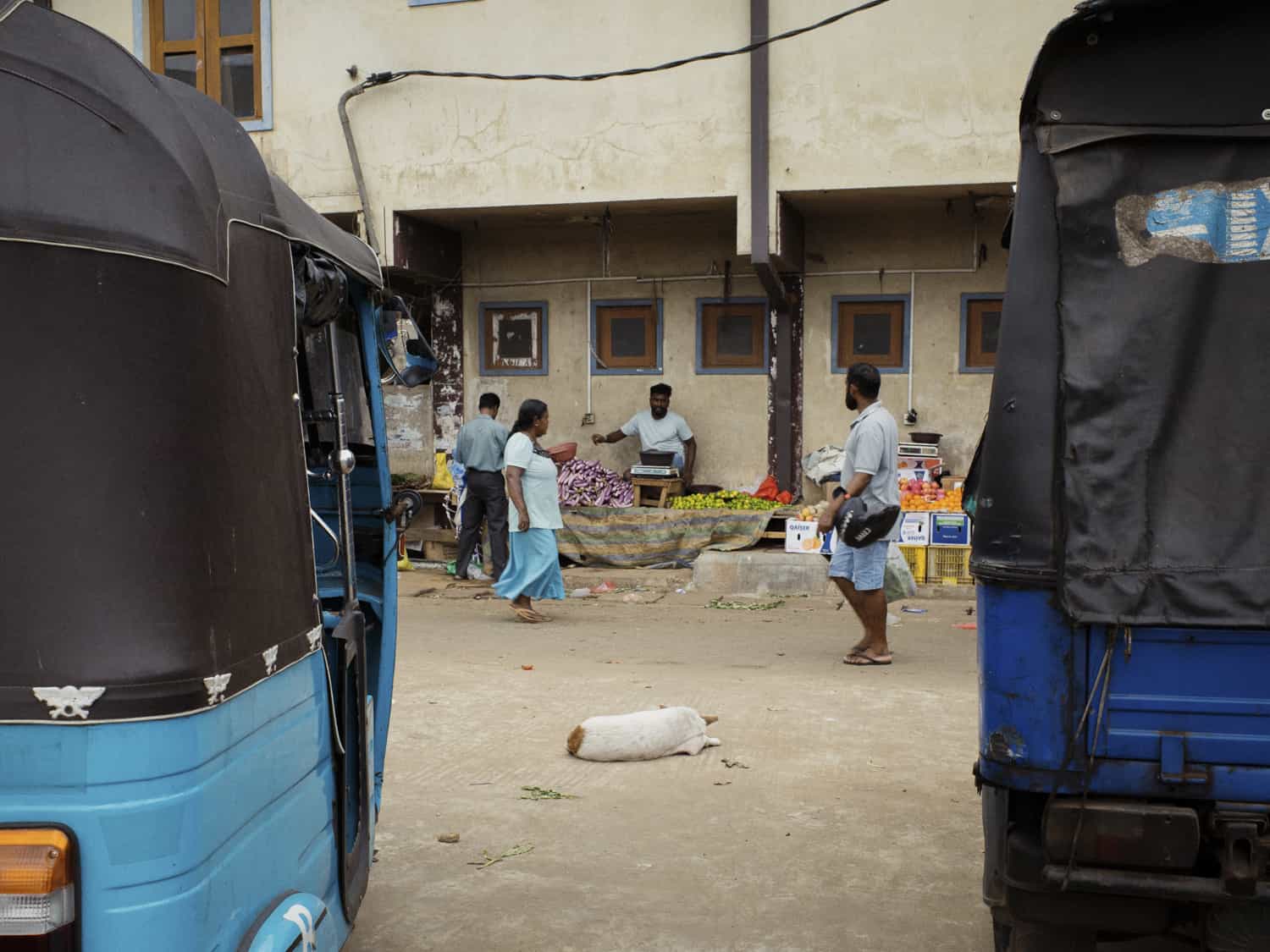 Фото 93 из альбома Sri-Lanka 2026