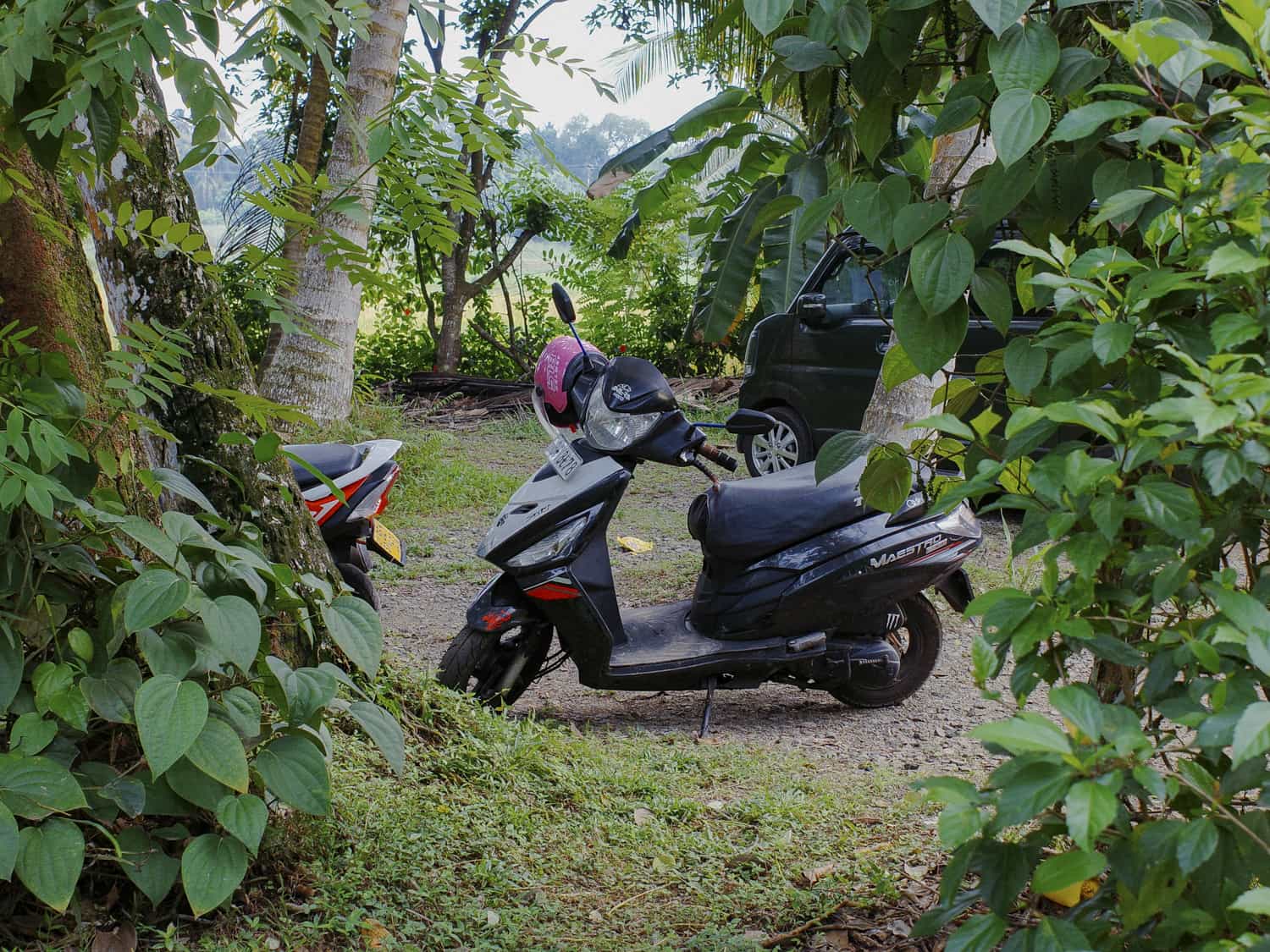 Фото 104 из альбома Sri-Lanka 2026