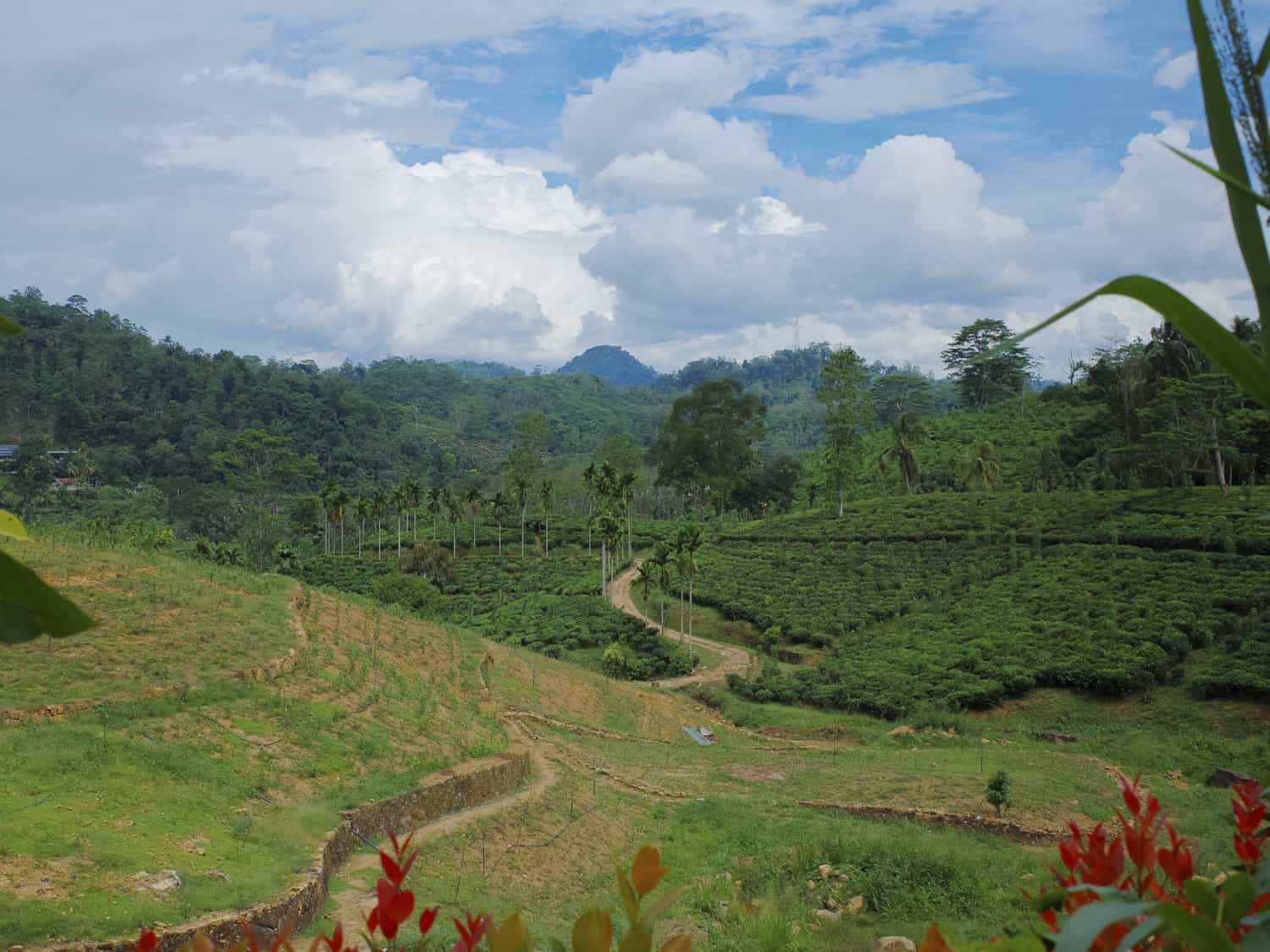 Фото 130 из альбома Sri-Lanka 2026