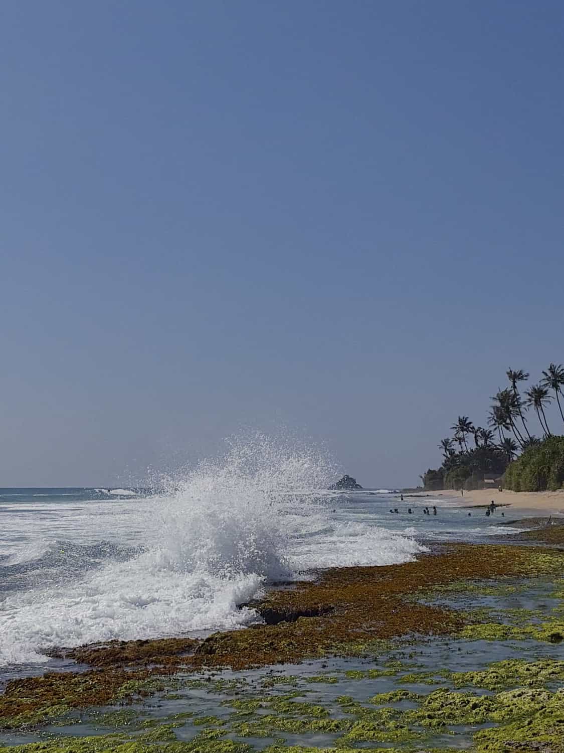 Фото 240 из альбома Sri-Lanka 2026