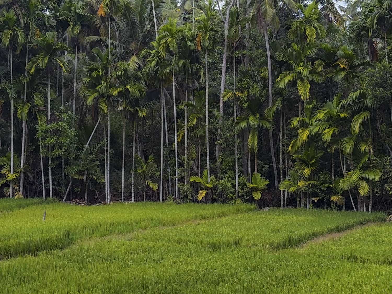 Фото 253 из альбома Sri-Lanka 2026